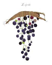 GRapeFigure